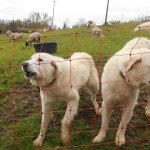 I cani da guardiania dell'allevamento di A. Amich